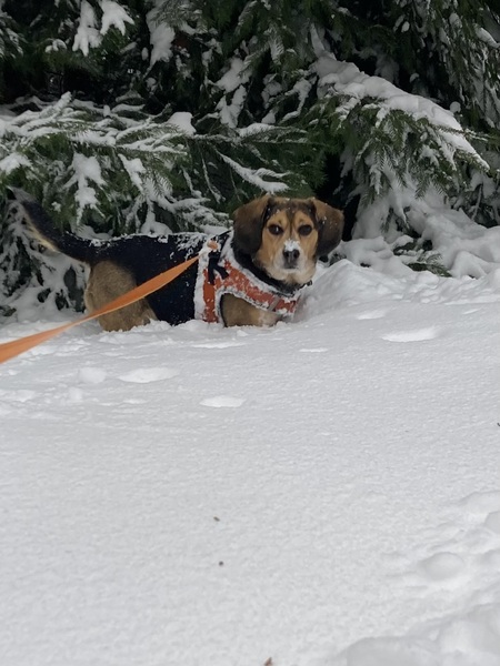 Entry image for Zeek. Clicking this image will show a larger photo