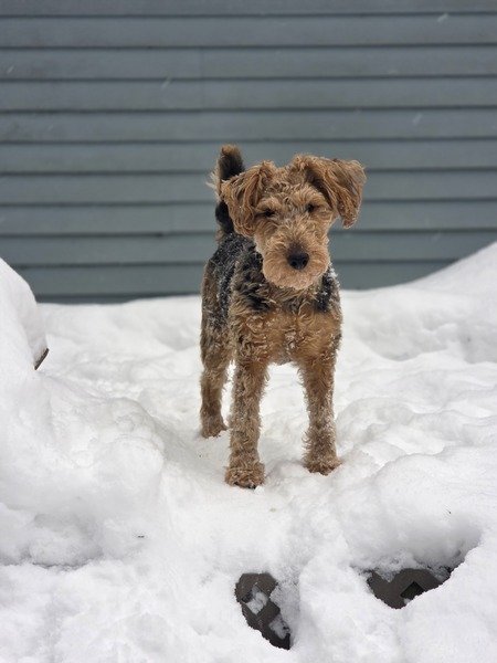 Entry image for Banjo . Clicking this image will show a larger photo