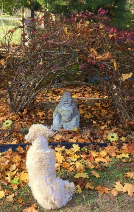 Entry image for Baxter. Clicking this image will show a larger photo