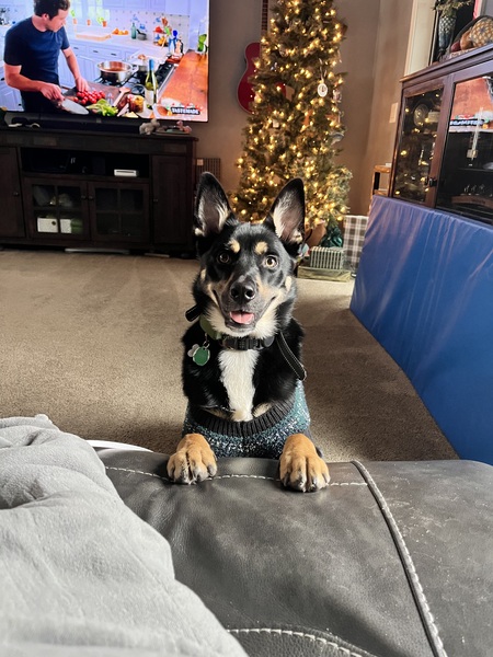 Entry image for Fox. Clicking this image will show a larger photo