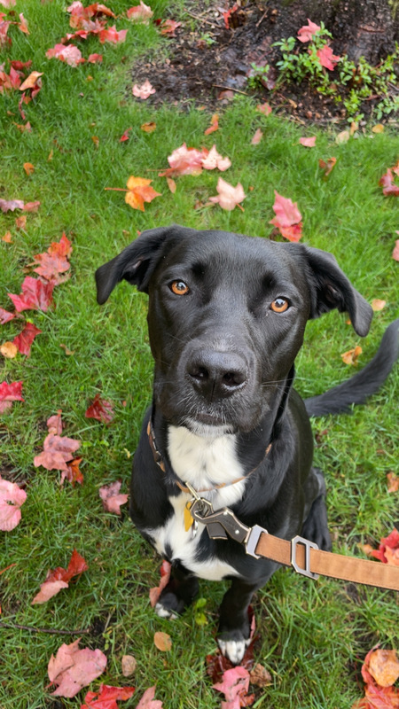 Entry image for Oswald “Ozzy” Blue Bramer. Clicking this image will show a larger photo