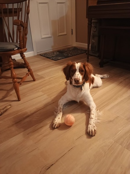 Entry image for Remy. Clicking this image will show a larger photo