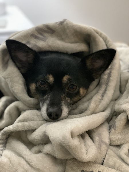 Entry image for Poppy. Clicking this image will show a larger photo