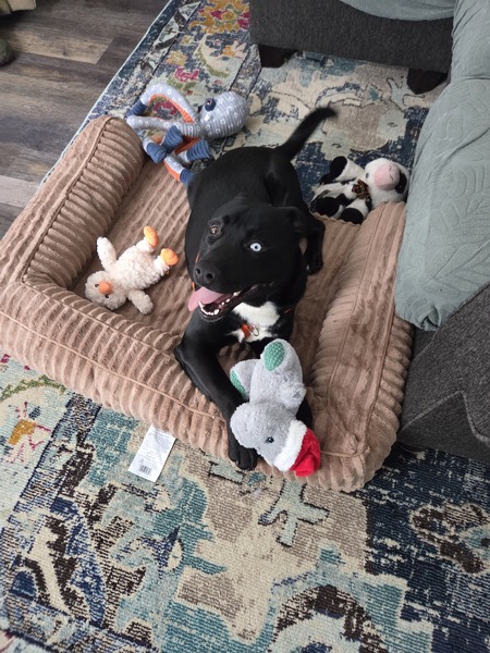 Entry image for Onyx. Clicking this image will show a larger photo