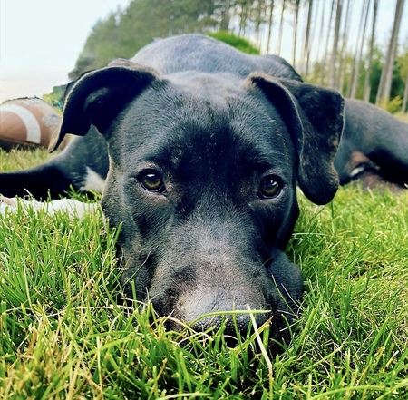 Entry image for Jax. Clicking this image will show a larger photo