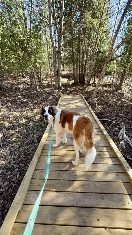 Entry image for Maisey. Clicking this image will show a larger photo