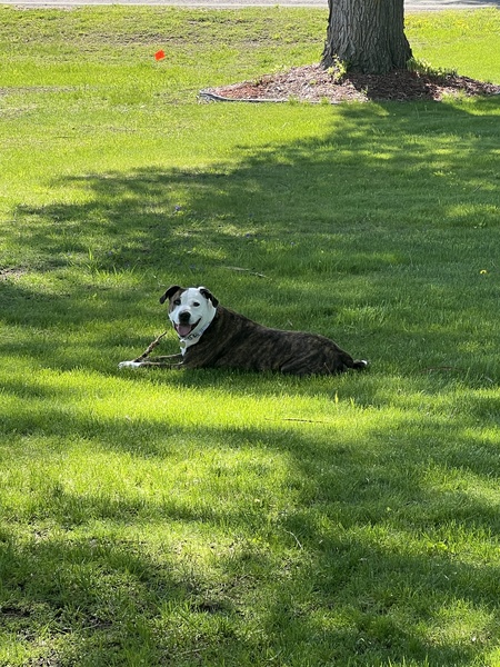 Entry image for Roscoe. Clicking this image will show a larger photo