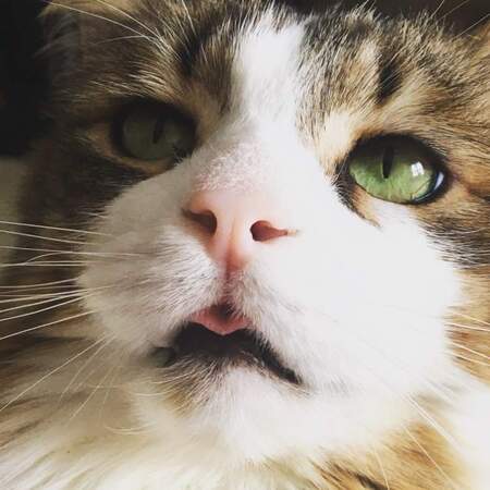 Entry image for Milo. Clicking this image will show a larger photo