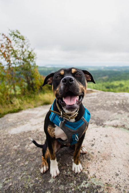 Entry image for Tito. Clicking this image will show a larger photo