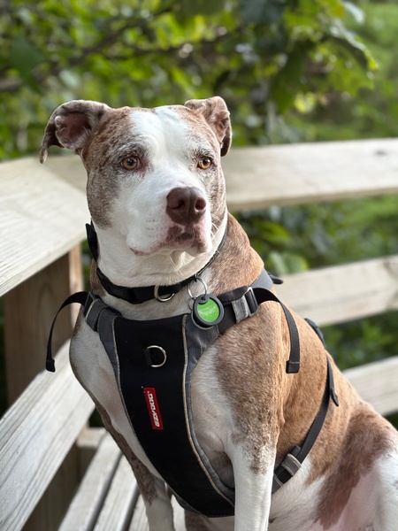 Entry image for Stella. Clicking this image will show a larger photo