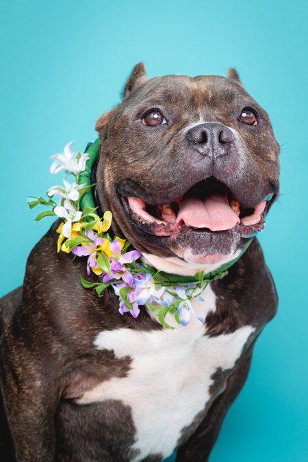 Entry image for Bronx. Clicking this image will show a larger photo