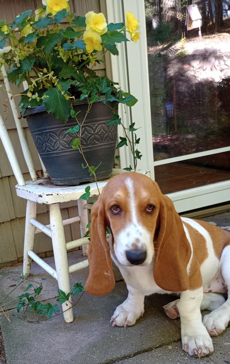 Entry image for Maggie Mae . Clicking this image will show a larger photo