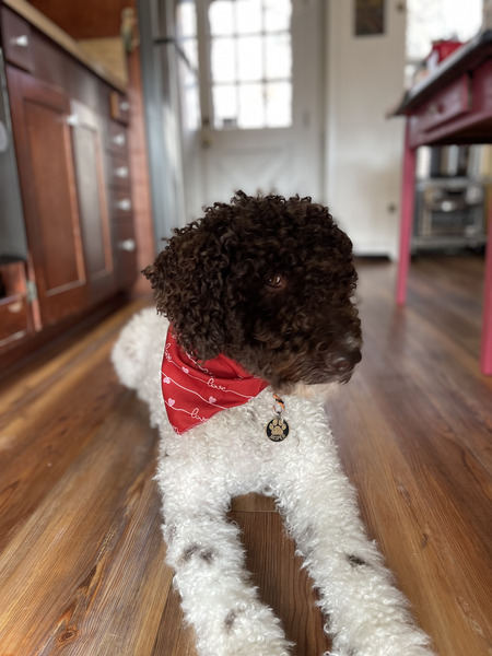 Entry image for Jasper. Clicking this image will show a larger photo