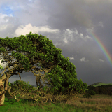 Entry image for Rainbow Tree