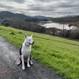 Entry image for Sophia’s morning walk