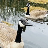 Entry image for The geese swam by…
