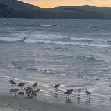 Entry image for Sandpipers at Sunrise on Doran Beach