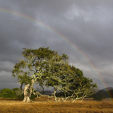 Entry image for Bending to the Rainbow 2