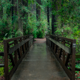 Entry image for Crossing