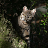 Entry image for Wild Beauty