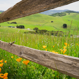 Entry image for Lizard Life