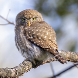 Entry image for Pygmy Owl Staredown