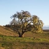 Entry image for Golden Sentinel