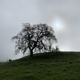 Entry image for Foggy Morning Sun