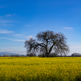 Entry image for Golden Fields