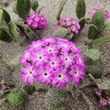 Entry image for Dune Abronia 