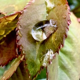 Entry image for One drop