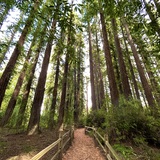 Entry image for Among the Giants🌲