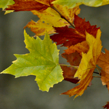Entry image for Fall Colors at Spring Lake