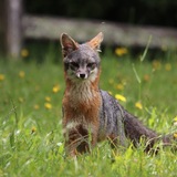 Entry image for Wild Grey Fox at Watson School House