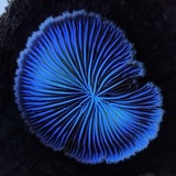 Entry image for Shizophyllum Commune