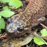 Entry image for Pacific Giant Salamander @ Monte Rio Redwoods