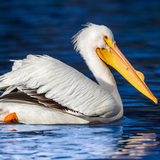 Entry image for American White Pelican (Spring Lake Regional Park)