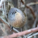 Entry image for Wrentit (Riverfront Regional Park)