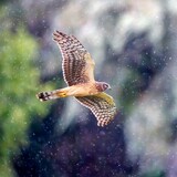 Entry image for Northern Harrier (Crane Creek Regional Park)