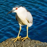 Entry image for Night Heron at Doran
