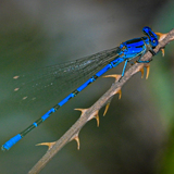 Entry image for Blue Damsel Fly