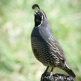 Entry image for The Happy Quail