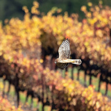 Entry image for Northern Harrier in Vineyards (Crane Creek Regional Park)