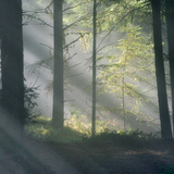 Entry image for Cathedral of Light