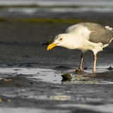 Entry image for "Crableg Dinner"