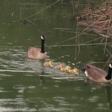 Entry image for Family Stroll