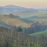 Entry image for Daybreak grazing 