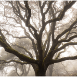 Entry image for Growth