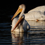 Entry image for Pelicans in blue