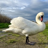 Entry image for Moody Swan